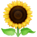 :sunflower: :sunflower: